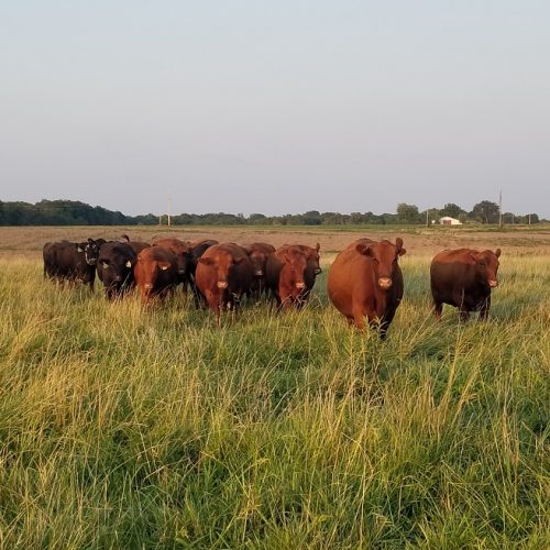 cow pasture, missouri